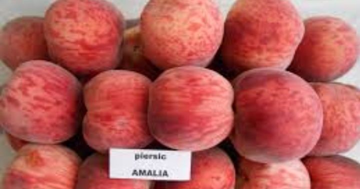 Piersic (Soiul Amalia )