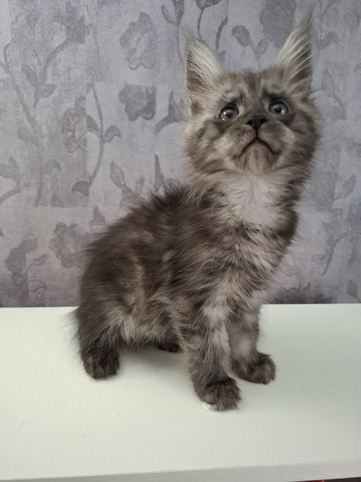 Мейн-кун девочки