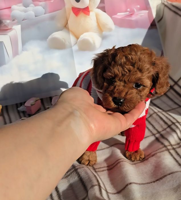 !РЕЗЕРВИРАНО!Пудел мини с родословие - 5 поколения назад