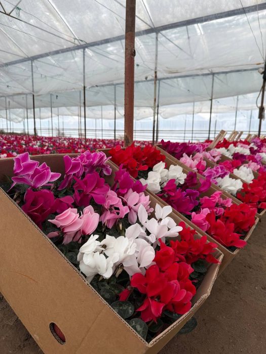 Ajoyib Tuvak gullar sotuvda