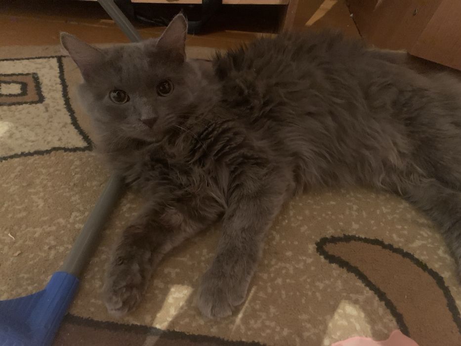 Отдам котов  бесплатно