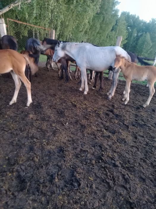 Продам кобыл с жеребятами