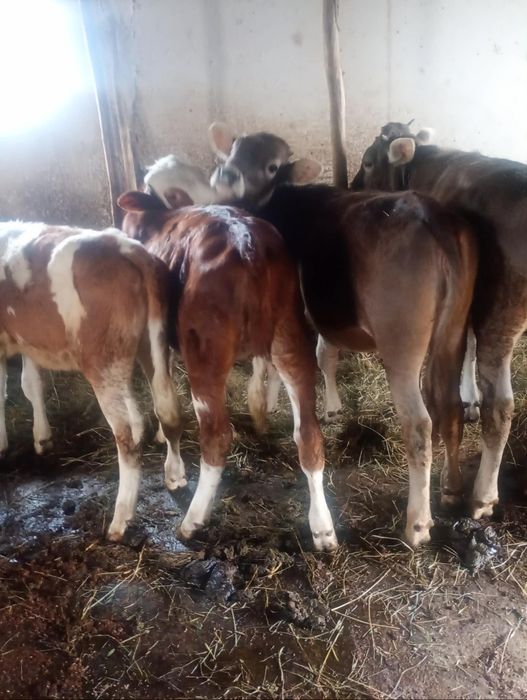 Vând 4 vitale intarcate