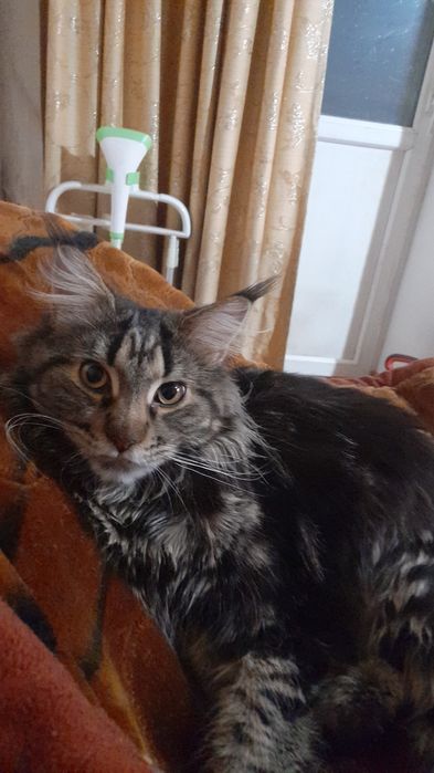 Девочка мэйкун ищет жениха