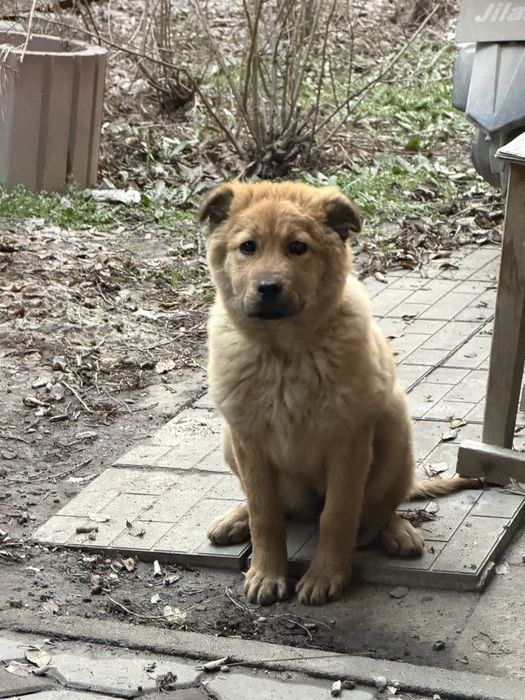 Отдам в хорошие руки