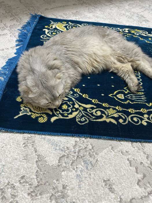 Vyazkaga qiz mushuk kere