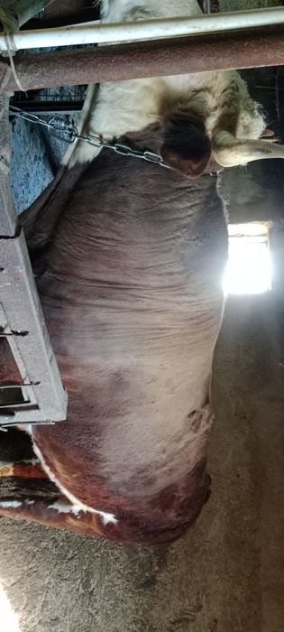 Продажа откорм быки