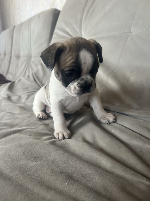 Продам французкого бульдога