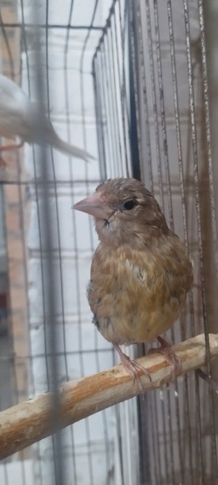 Канарейка гибрид нар