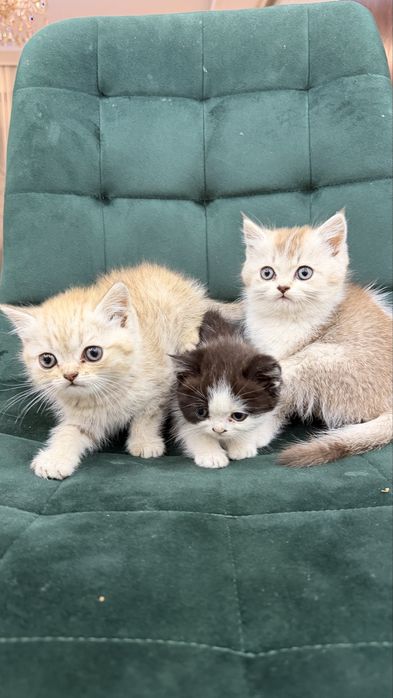 Продаются породитстые котята 2х месячные