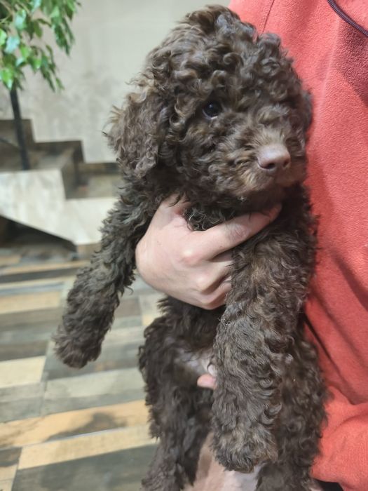 Лагото романьол кафяво бебе