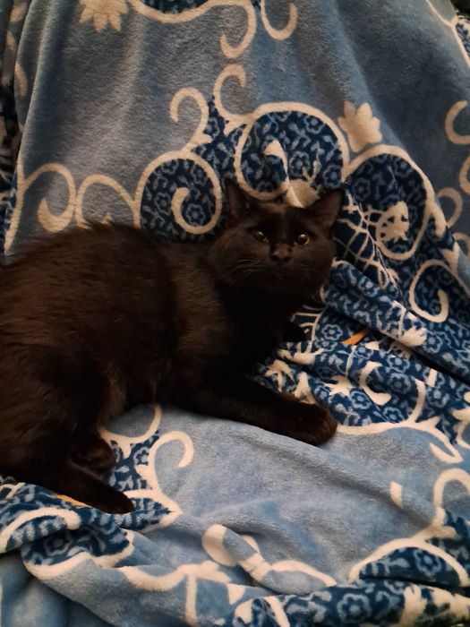 Отдамт котенка в добрые руки