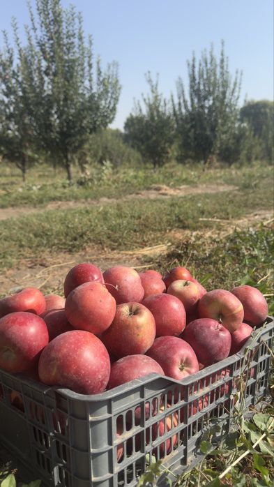 Яблоневый сад (apple garden)