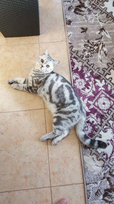Продам шотландских котят.