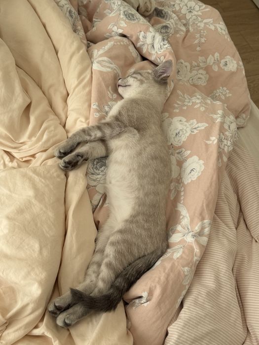 Отдам котенка в добрые руки