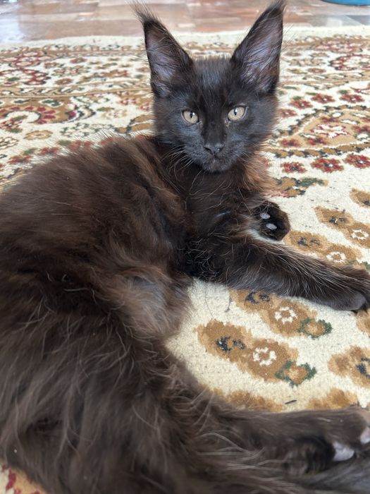 Продам Котенок Мейн-Кун