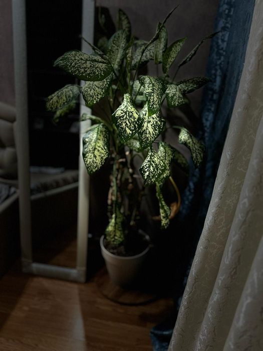 Чунга-чанга,час ,день ,ночь , сутки ,