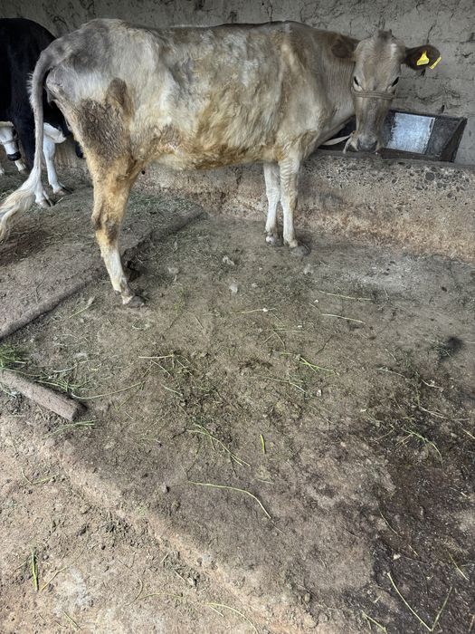 Парода Бұзаулы Сиыр