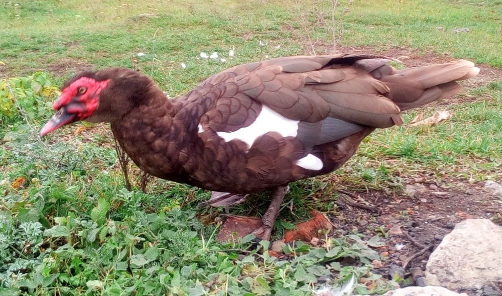 Утки.   (шипуны)