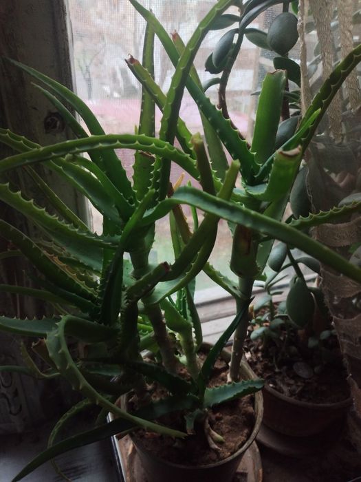 Лечебный алое 3х летник