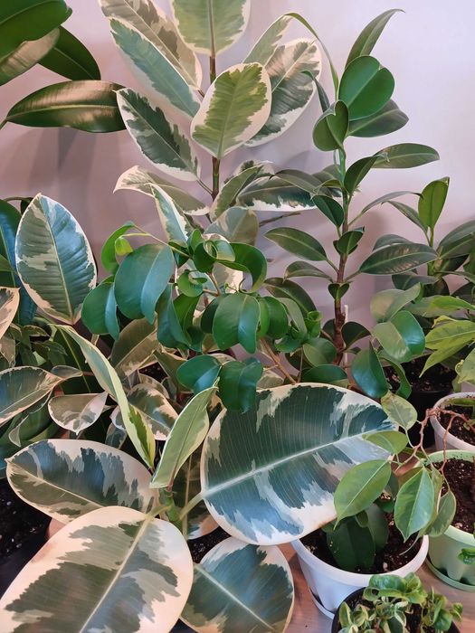 Продам взрослые фикусы