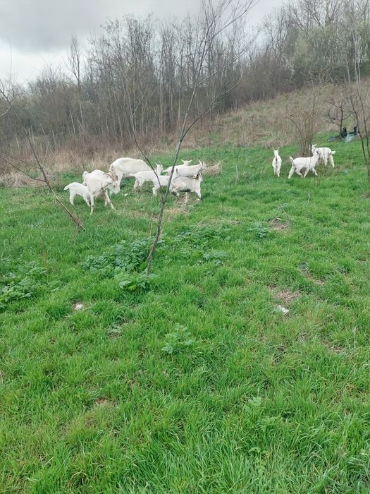 Vand iezi rasa Sannen