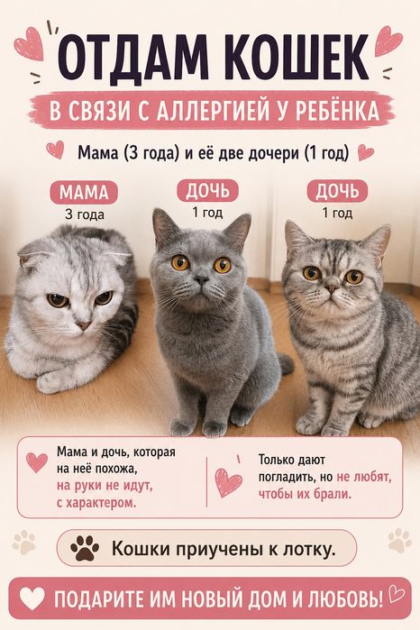 Отдам шотландских кошек