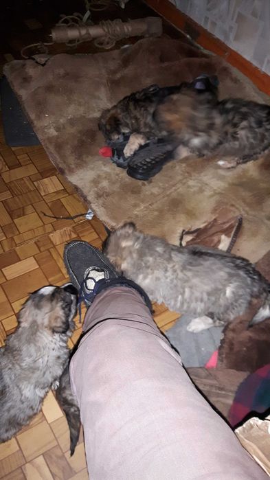 Щеночки-звоночки