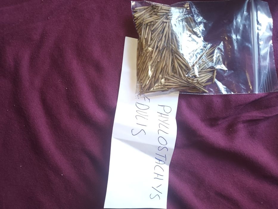 Seminte bambus moso, pui de palmieri, ligustrum aureum