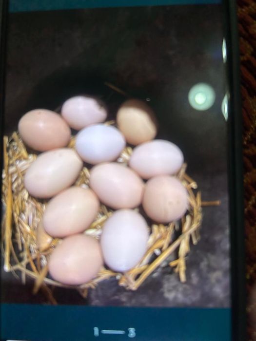 Инкубационные яйца породы Джерсиский гигант