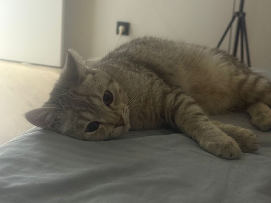 Отдам в добрые руки котенок !