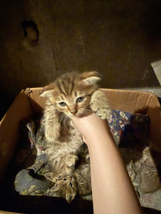 Продам котят , породистые