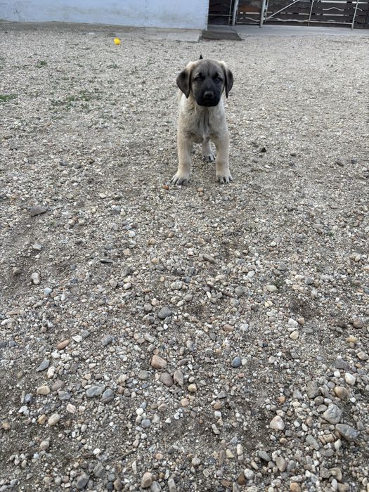 Catel ciobanesc kangal