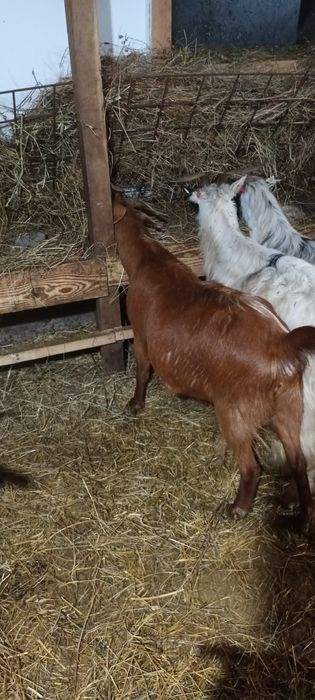 Vând capre pregătite de fătat