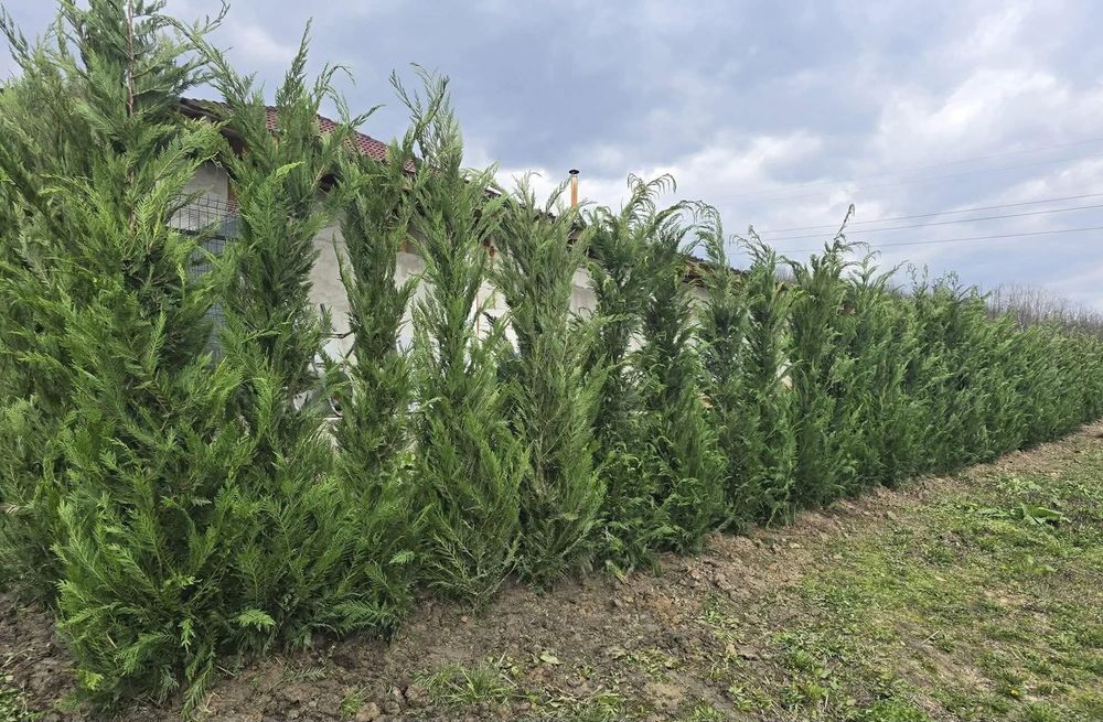 Leylandii mesteacăn