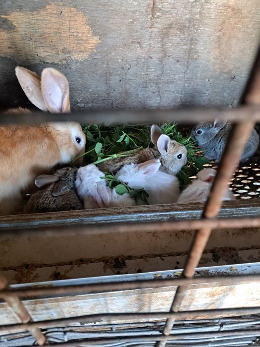 Кролики домашние животные