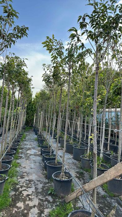 Лавровишна,футиния! Рози,лейланди и смарагд!