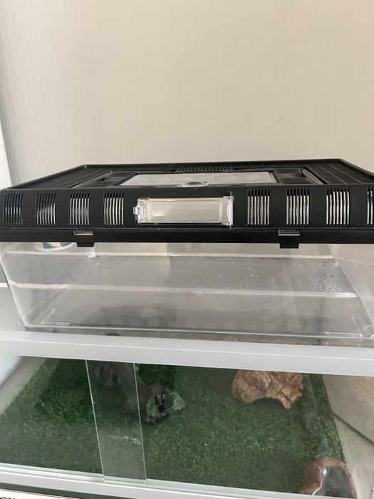 Эублефар с полным комплектом