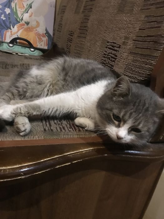 Котята - Крысолов