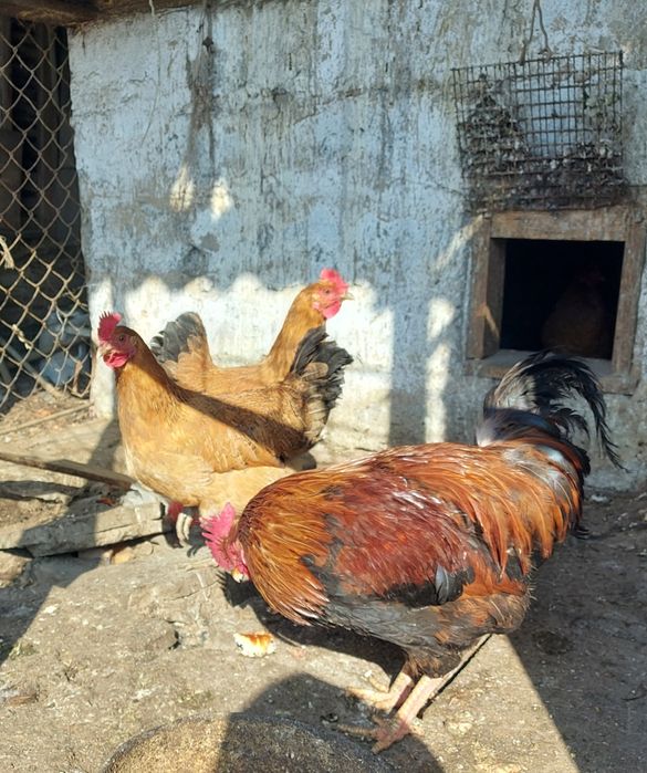 Кучинский юбилейный семейка