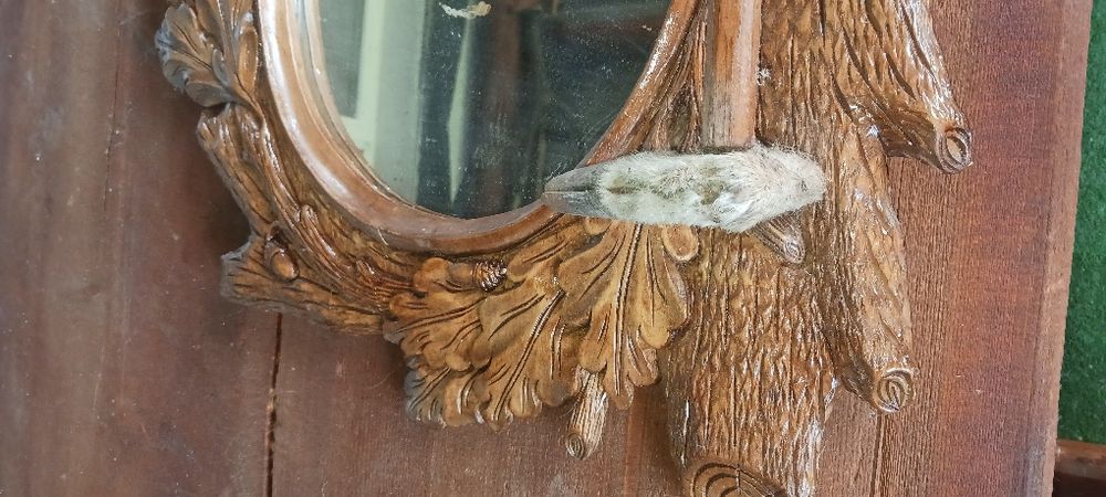 Trofee căprior, cuier