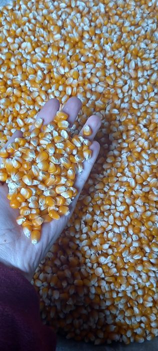 Porumb, grâu și ovăz de vanzare