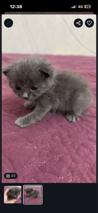 Катенка кошка ))