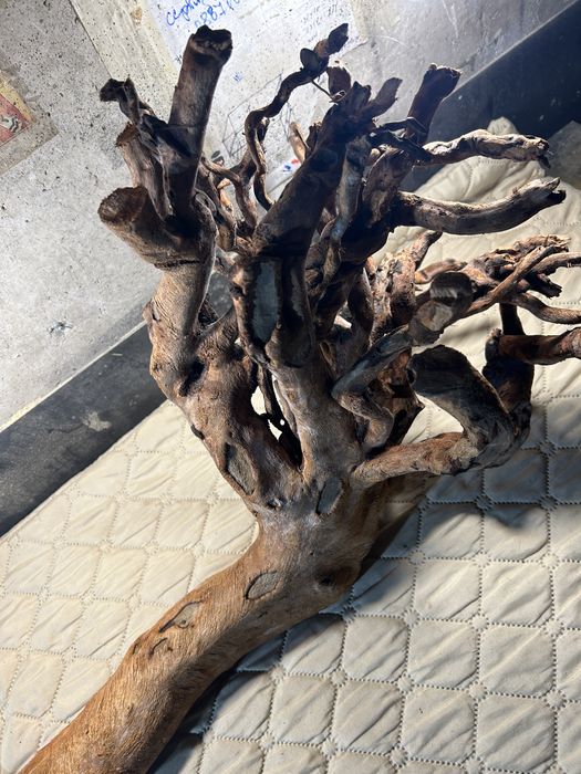 Корен от върба за аквариум обработен!