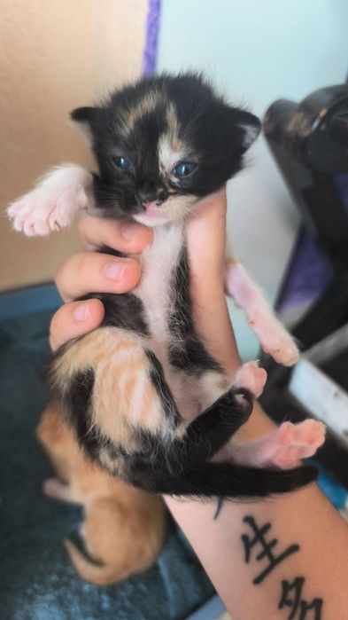 Подарявам сладки котенца