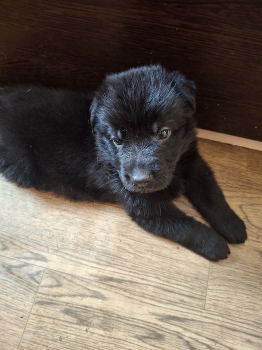 Продажа немецкой овчарки