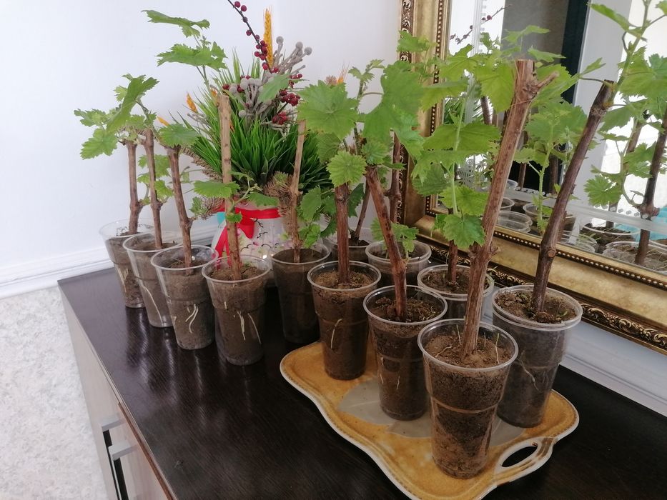 Отростки Виноградов