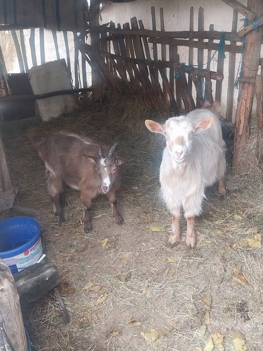 Vând 2 capre  de detalii în privat