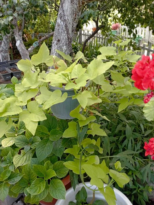 Продам вазоны! В наличии 3 шт.