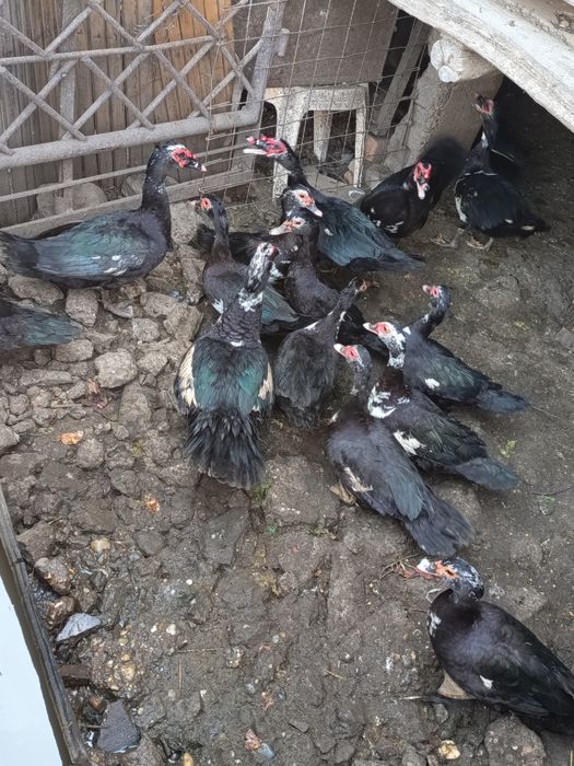 Rățoi leșești de vânzare